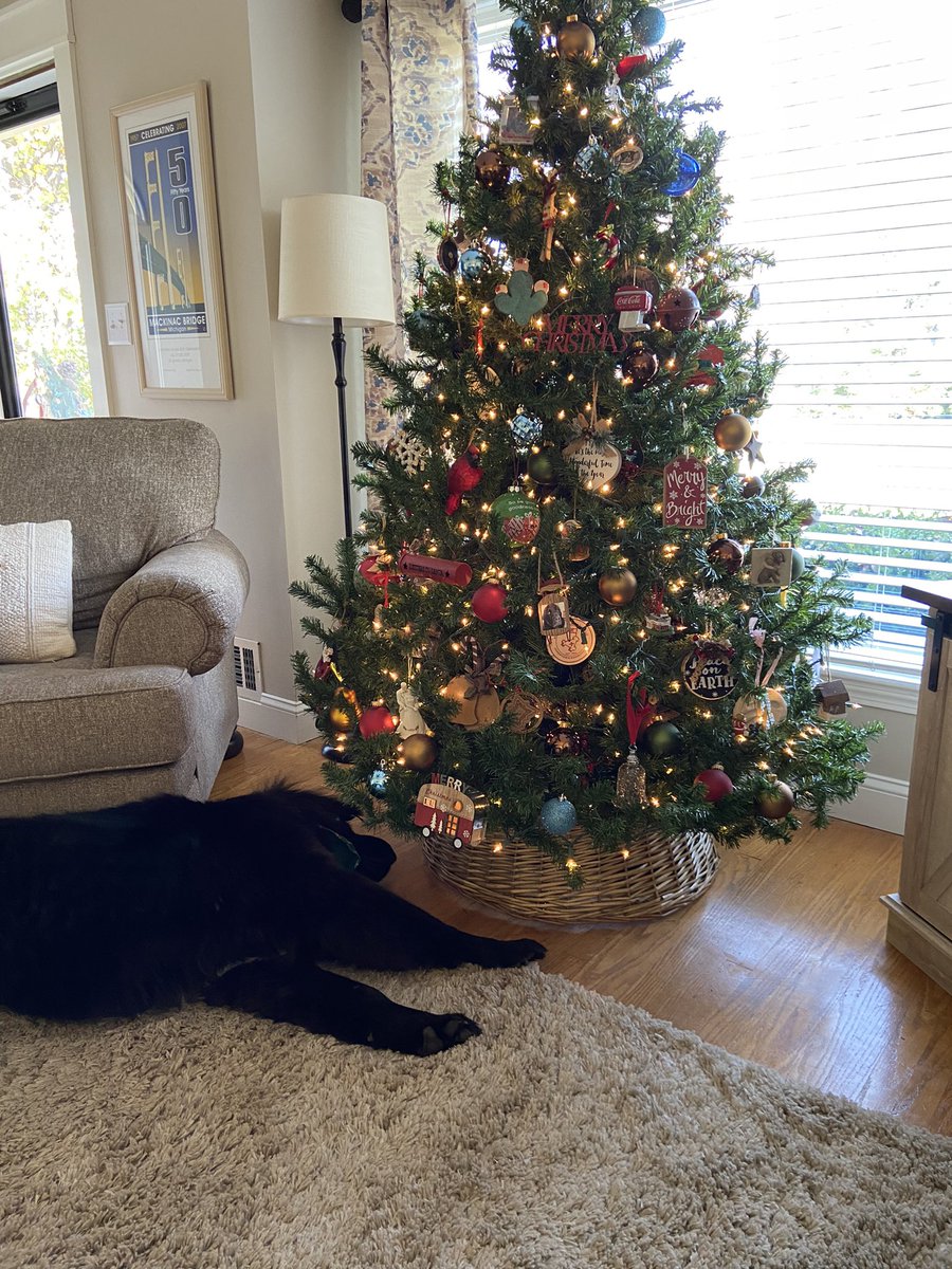 I’m gonna lie under this tree to remind my family that I’m a gift. #dogsoftwitter #Christmas #BetterThanSanta #ChristmasAtHome #christmastree #Christmasgifts #Christmas2021
