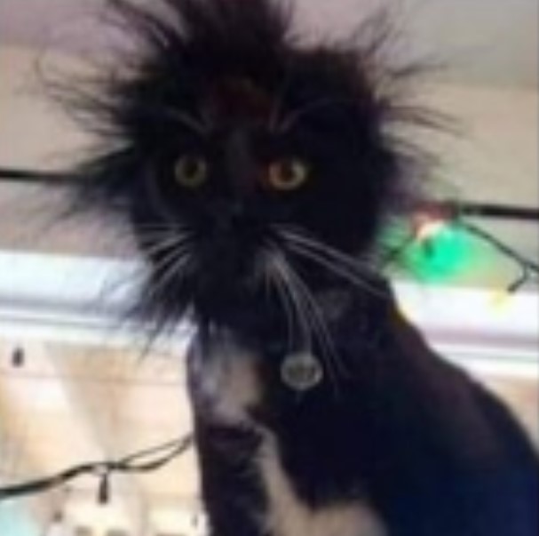 fruckelicious's tweet photo. Wat bedoelen ze... niet essentieel...
hoeveel mensen dringen nog even gauw voor bij de kapsalon !??
๐
๐๐๐๐๐ญ๐ญ๐ญ๐
#Lockdownhaircut #persco #paniek https://t.co/lnHAWHld7z