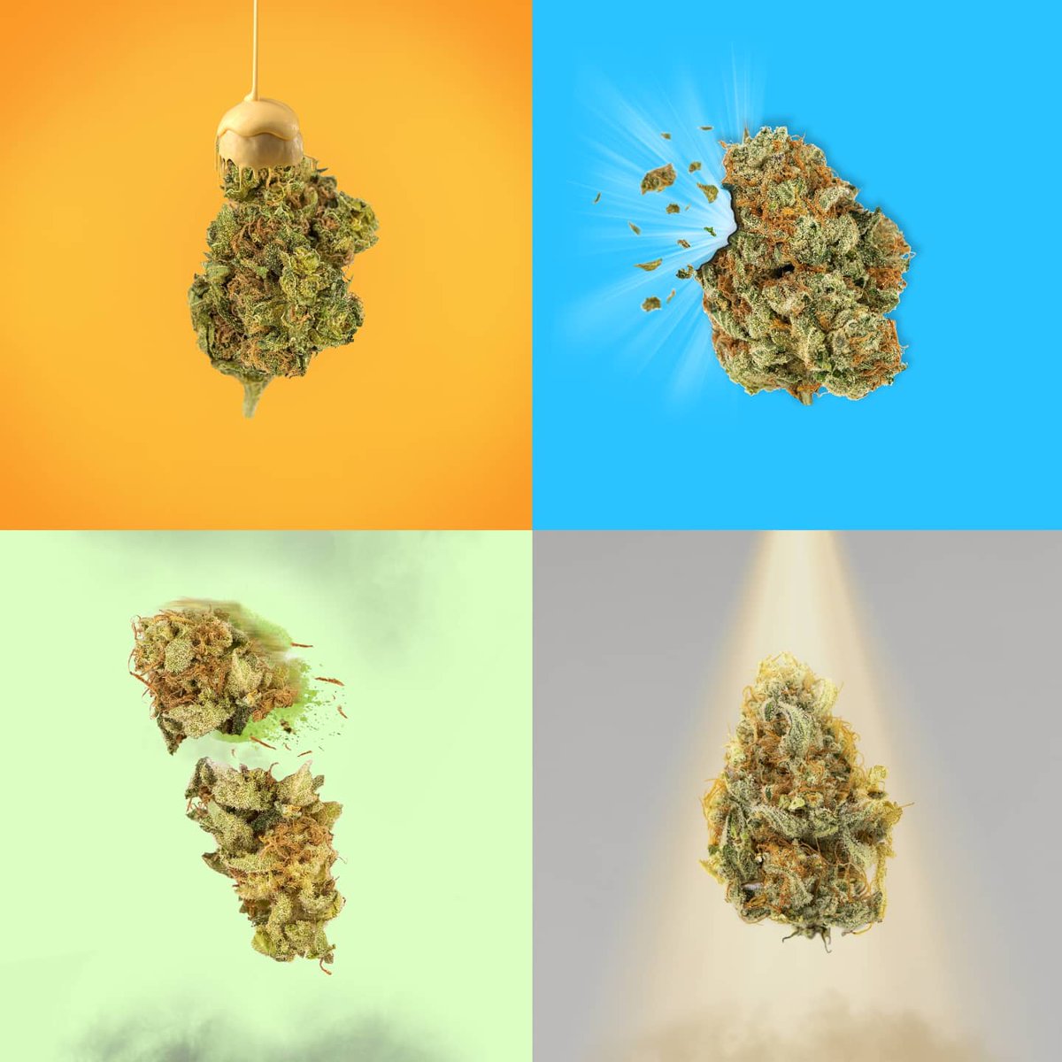 grapher_the's tweet photo. @NFTMINES One of the 10 #FirstBuds perhaps 💨 Cannabis Photographer on #OpenSea https://t.co/MnaIfd2VsS