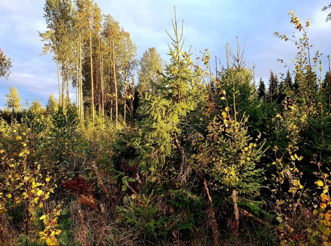 Kun tavanomainen talousmetsä uudistetaan ja hoidetaan monipuulajisempana ja lahopuustoisempana, on se kiertoajan puitteissa aiempaa metsää huomattavasti monilajisempi ja ilmastokestävämpi.