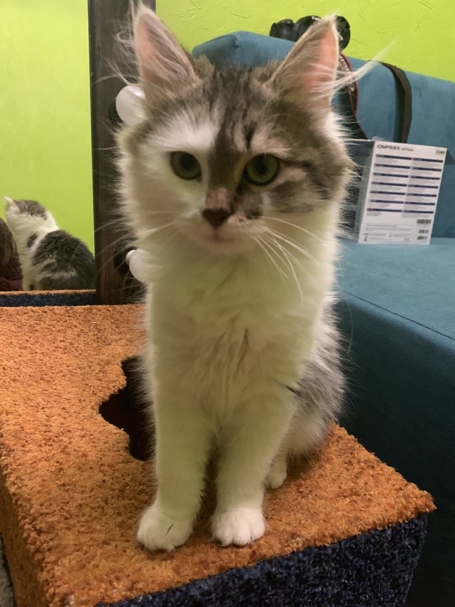 Одесса! Очаровательный мальчик ищет своих мампап. Очень спокойный, игривый, самостоятельный. Пушистый и мягонький! Стерилизован. Здоров. Возраст месяцев 4-5. Отдаю с приданным. Просьба репост ❤️