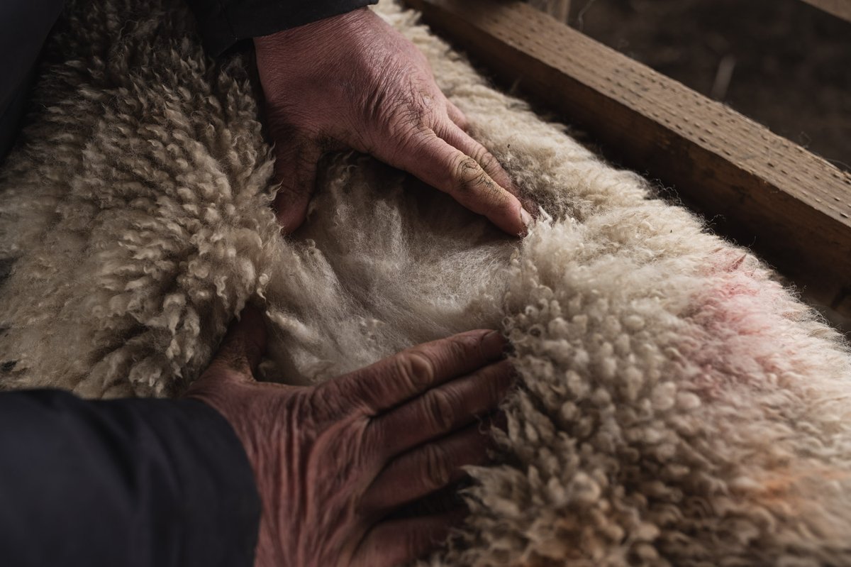 Hypnos beds (hypnosbeds) Twitter