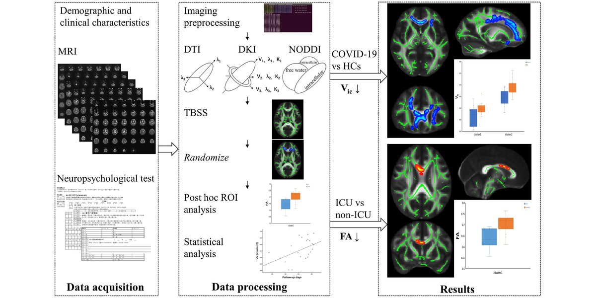 Brain1878's tweet photo. Huang et al. reveal persistent white matter microstructural changes in recovered COVID-19 patients at one-year follow-up, with slightly more abnormalities seen in patients who were admitted to the ICU. https://t.co/M2xdCHub1v https://t.co/3ePehlS34f