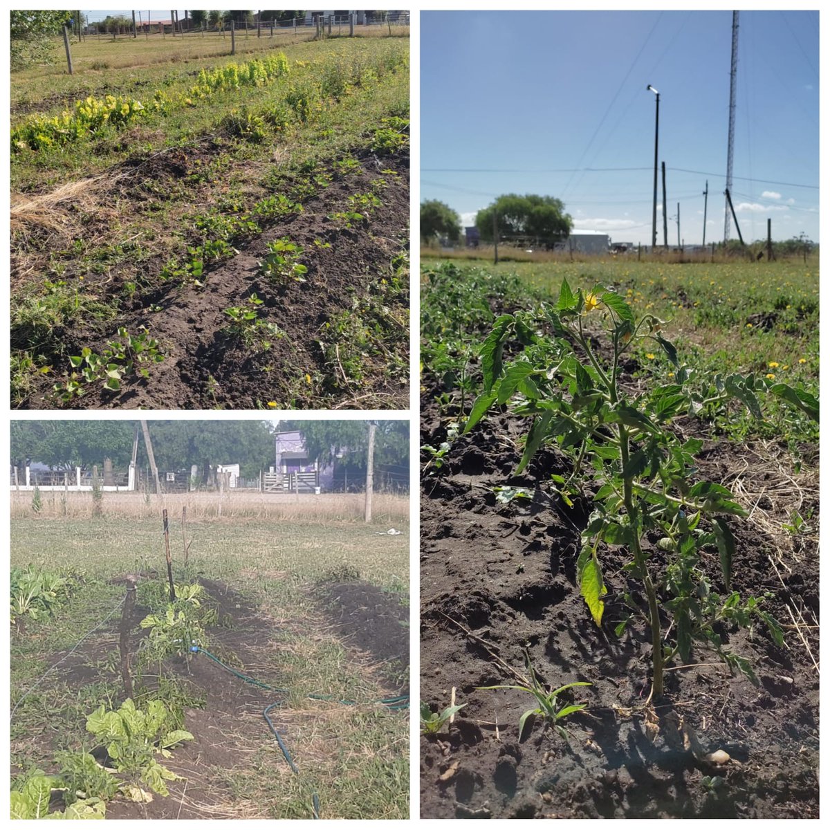 Municipio_SR's tweet photo. Se continúa con el proyecto municipal #HuertaComunitaria que se desarrolla en la Escuela Agraria de nuestra localidad. Tiempo de cosechas. https://t.co/fvNDay5m9A