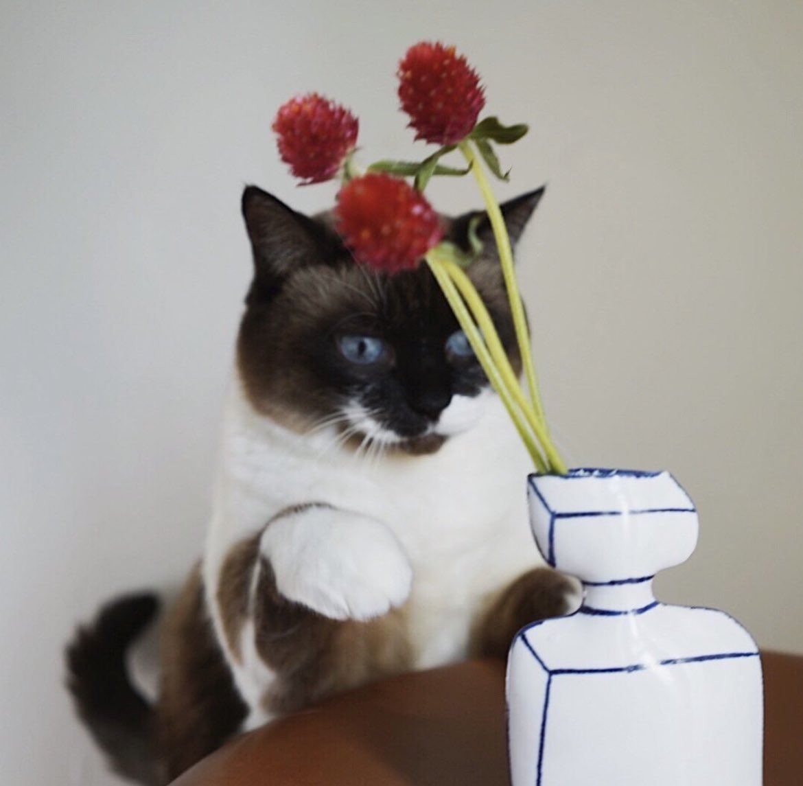 ユリ科ネギ属 3014qcqot Twitter