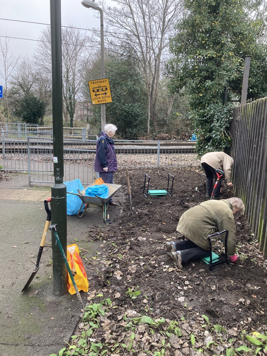A springtime walk across the tram track should be a lot brighter thanks to bulb planting by Merton Park Ward Independent Residents 🌱⁦<a href="/Merton_Council/">Merton Council</a>⁩ ⁦<a href="/ClimateMerton/">Merton's Climate Action Group</a>⁩ ⁦<a href="/FoEMerton/">Merton Friends of the Earth</a>⁩ ⁦<a href="/LoveMertonPark/">Love Merton Park</a>⁩