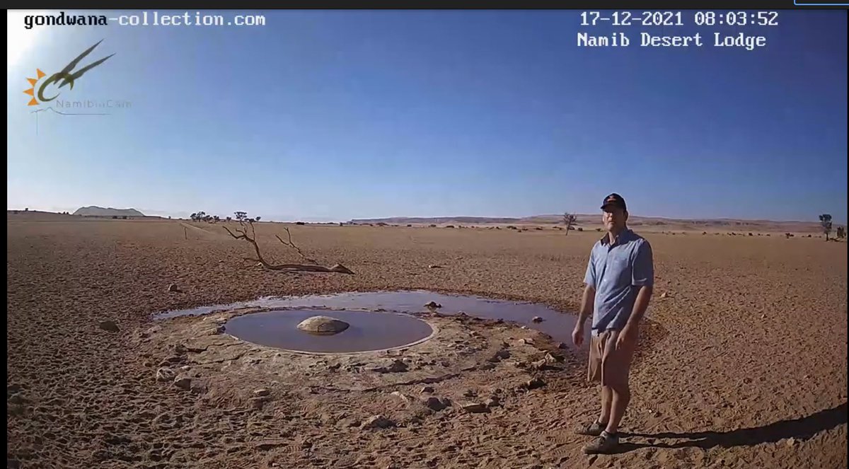ナミブ砂漠のライブカメラで動物観ていたら突然ちがうのが現れて笑ってしまう レアキャラなのかな Togetter