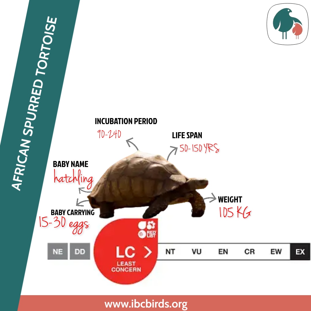 #Reptiles 

African spurred tortoises are polygynous breeders. This means that males will mate with more than one female during the breeding season. 

#IBCBIRDS #Reptilesfacts