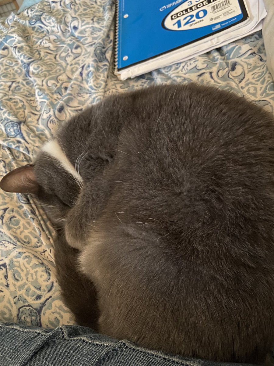 Breadchick's tweet photo. Doing end of the year “stuff” on the laptop and this “Floof” curled up next to me. McDuff, the office manager, napping on the job! @thechrisbarron #Caturday #WinterNap https://t.co/XQY3mWgzBg