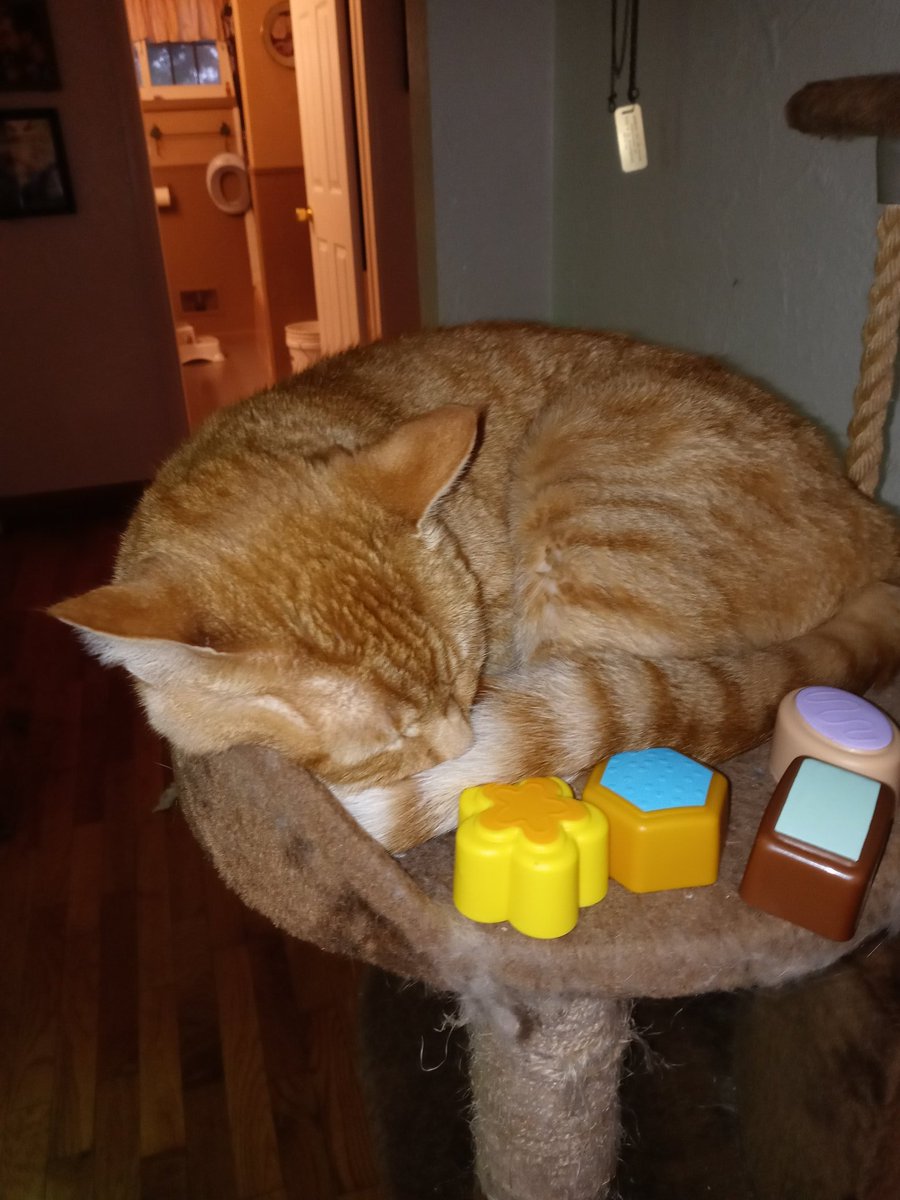 MeowMix_89's tweet photo. @bjcMuse Maevyn baked some cakes for him to eat to help him get better. https://t.co/el93dvVT9T