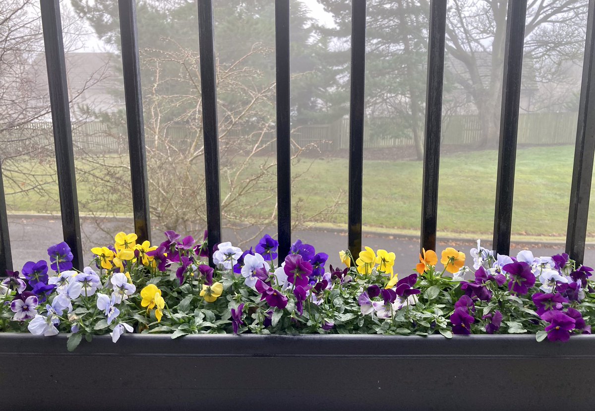 Justdreamingof's tweet photo. I’m quite proud of these
#PandemicPlanting #WinterWindowBox #GreenFingers https://t.co/S0u9kMyo4N