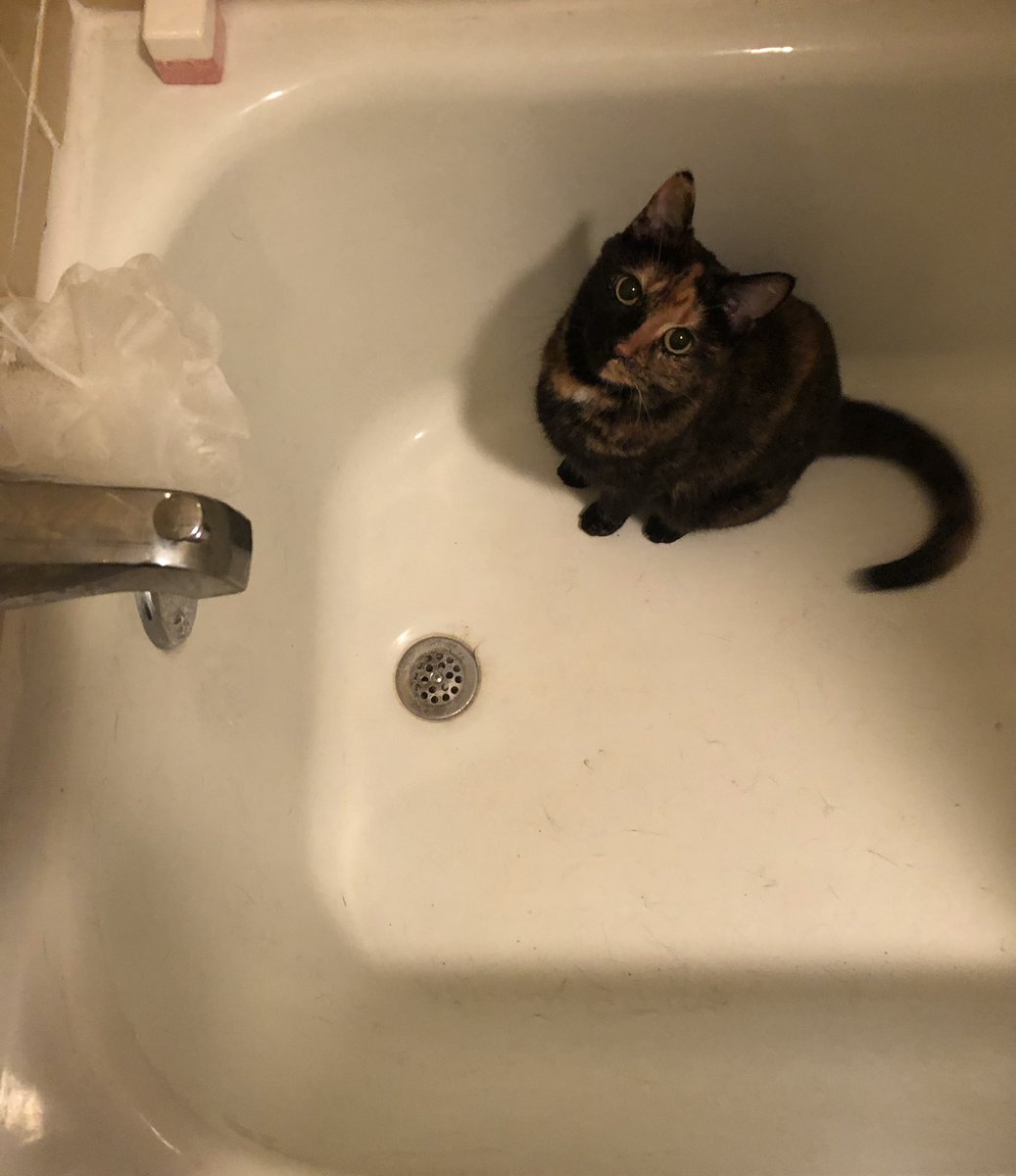 LMULibraries's tweet photo. "The library is closed this weekend, but you can still access a ton of great resources online! It's like your very own fountain of knowledge!" #CVLLibrary #LMU #Caturday https://t.co/FHDJqpsQqW