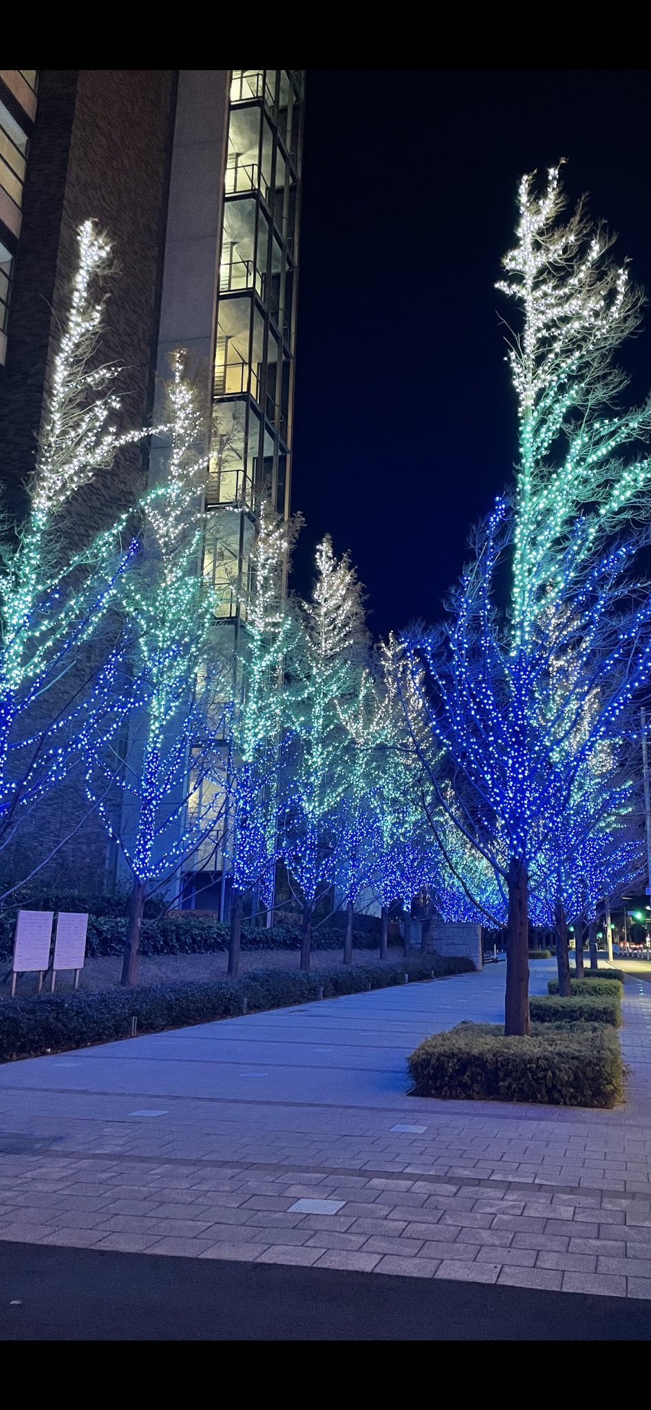 将棋cafeくりゅ そす 当cafeのある理科大通り 東京理科大学前のイルミネーションがとても綺麗なんです 帰り道 とても寒いけど写真を撮りたくなって 冬のイルミネーションはやっぱり綺麗ですね 一瞬寒さを忘れます でもやっぱり寒 い