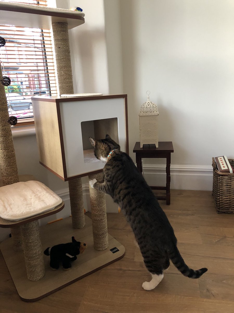 best cat tree reddit