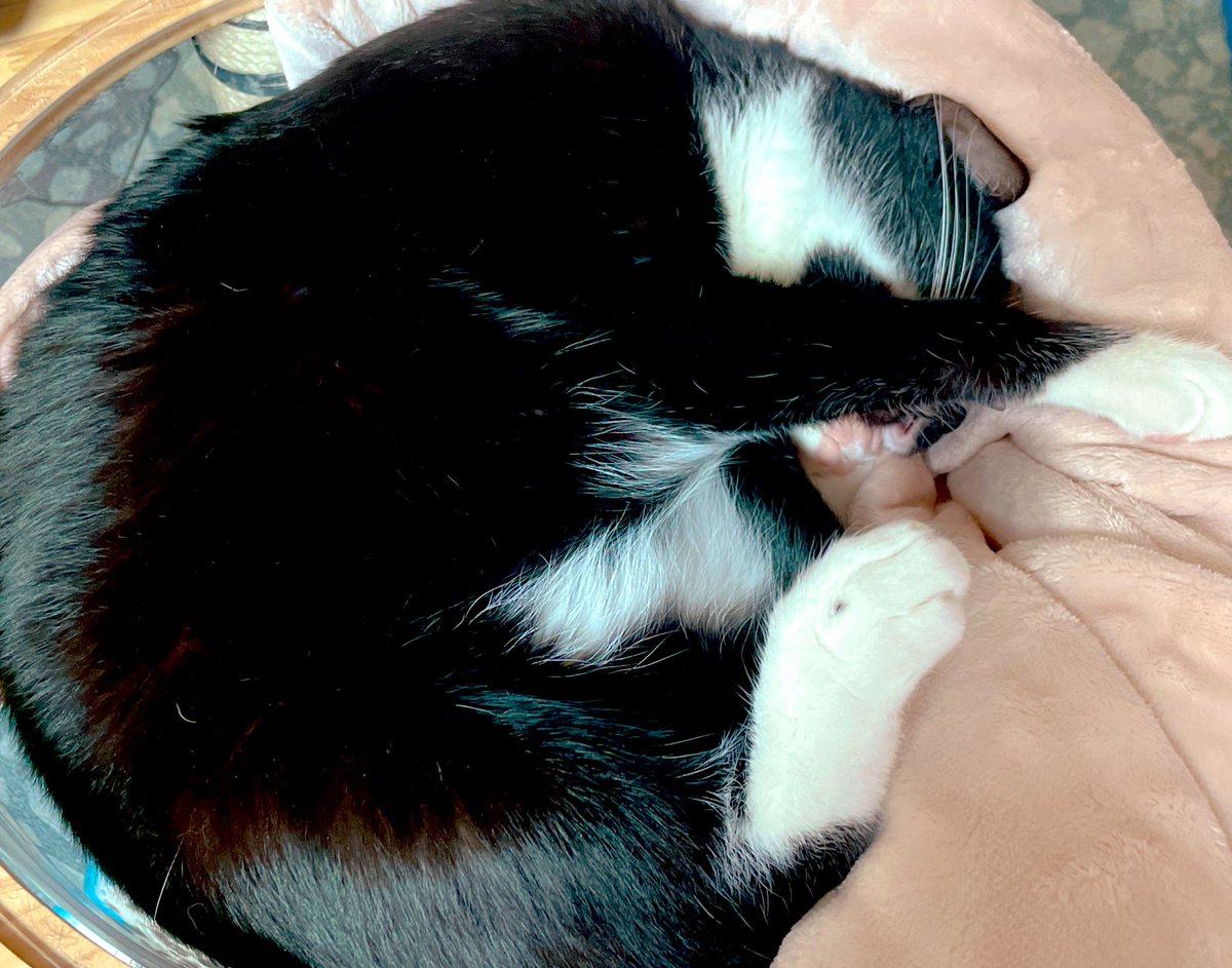 遊んで寝てる♥️ 