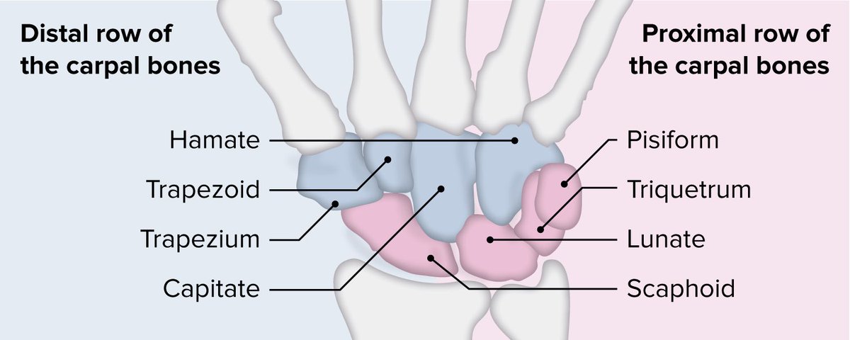 Hossam8778's tweet photo. صورتين لـ carpal bones

الصورة الأولى
أسماء الـ Distal &amp; Proximal

أما الثانية
طريقة سهلة لحفظ الـ Distal &amp; Proximal
بالترتيب 💛🌸

🎤🎼
She Looks Too Pretty = Proximal
 Try To Catch Her = Distal https://t.co/UbrSBsRfRA