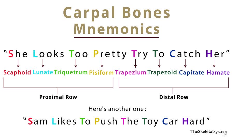 Hossam8778's tweet photo. صورتين لـ carpal bones

الصورة الأولى
أسماء الـ Distal &amp; Proximal

أما الثانية
طريقة سهلة لحفظ الـ Distal &amp; Proximal
بالترتيب 💛🌸

🎤🎼
She Looks Too Pretty = Proximal
 Try To Catch Her = Distal https://t.co/UbrSBsRfRA