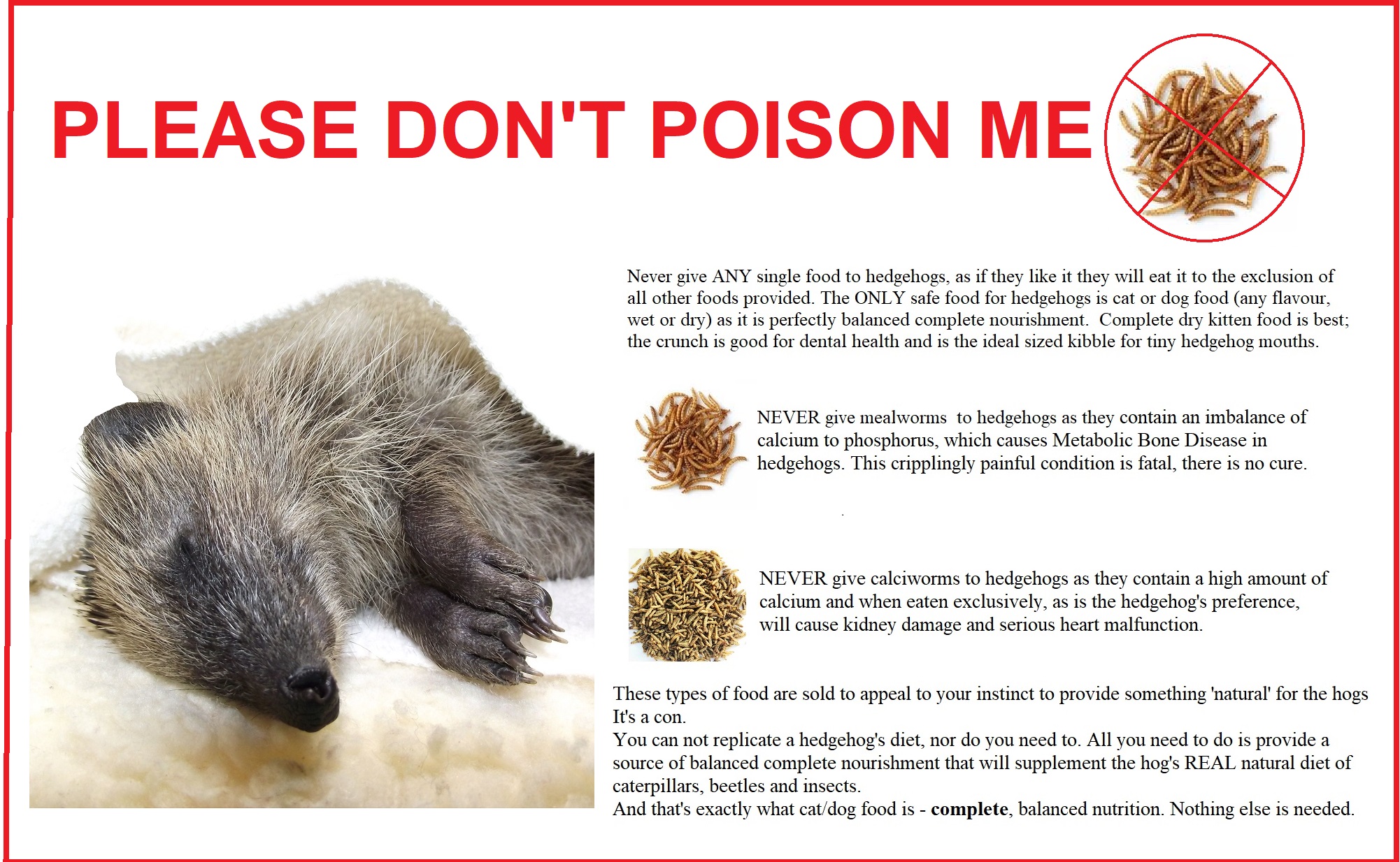 Is cat food clearance good for hedgehogs