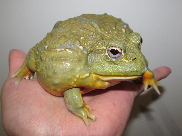 Herptile Lovers ハープタイルラバーズ Al Twitter アフリカウシガエル ペットとして飼育できるカエルの中では世界最大級 成人男性の手の平に座るこのサイズでもまだまだ未完成 メスよりも大きく育つオスであれば両手で掬っても抱え切れないほど 幸運にもオス