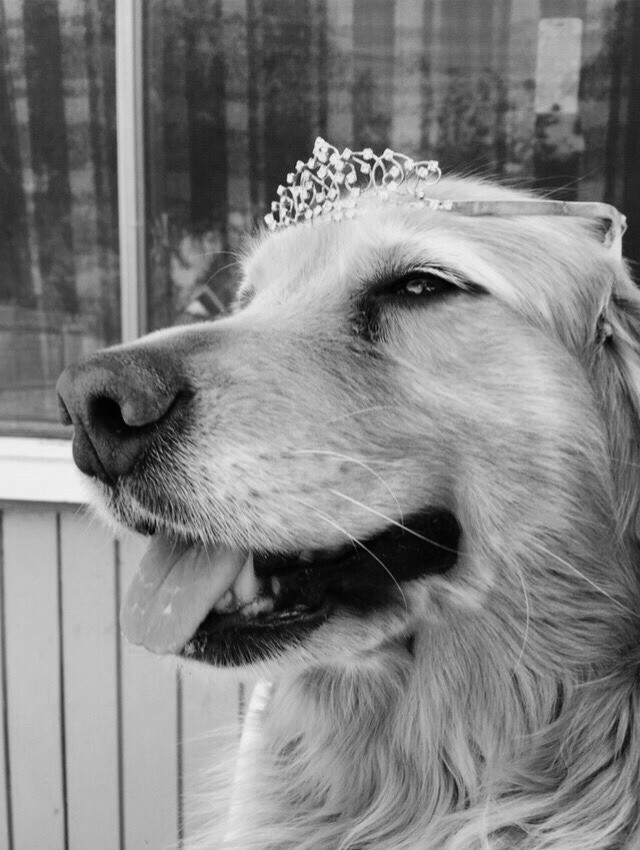 Dinomite🦖🧨 (@dinogodwhale) on Twitter photo 