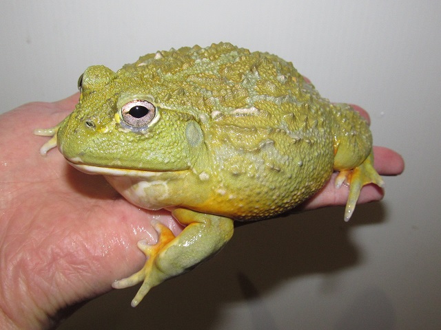 Herptile Lovers ハープタイルラバーズ Al Twitter アフリカウシガエル ペットとして飼育できるカエルの中では世界最大級 成人男性の手の平に座るこのサイズでもまだまだ未完成 メスよりも大きく育つオスであれば両手で掬っても抱え切れないほど 幸運にもオス