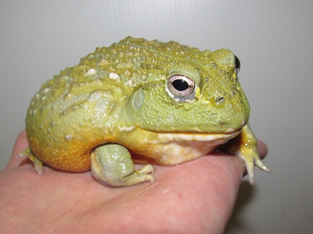 Herptile Lovers ハープタイルラバーズ Al Twitter アフリカウシガエル ペットとして飼育できるカエルの中では世界最大級 成人男性の手の平に座るこのサイズでもまだまだ未完成 メスよりも大きく育つオスであれば両手で掬っても抱え切れないほど 幸運にもオス