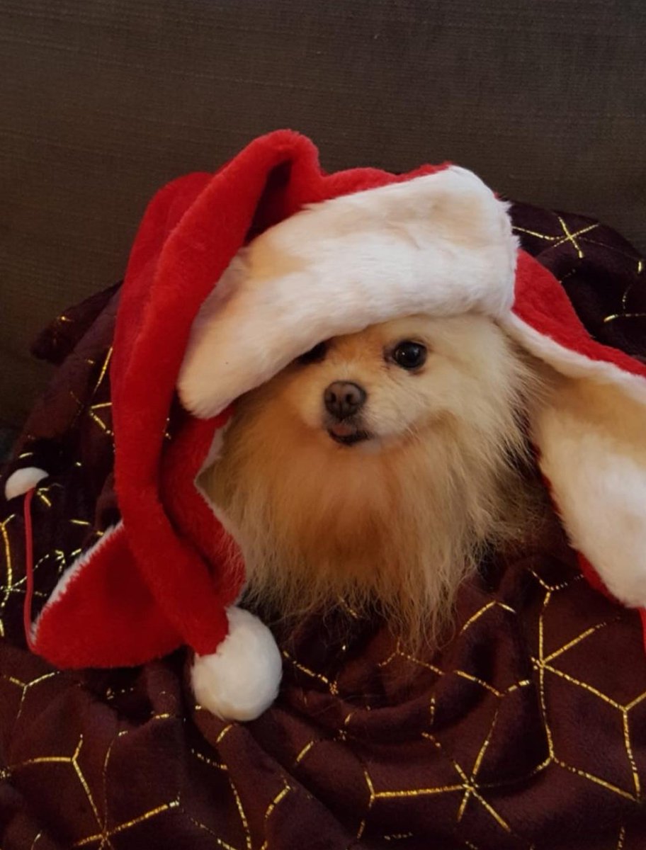 Carolatte1's tweet photo. @pokimanelol My Pomeranian 💖 https://t.co/3icsNjOUqc