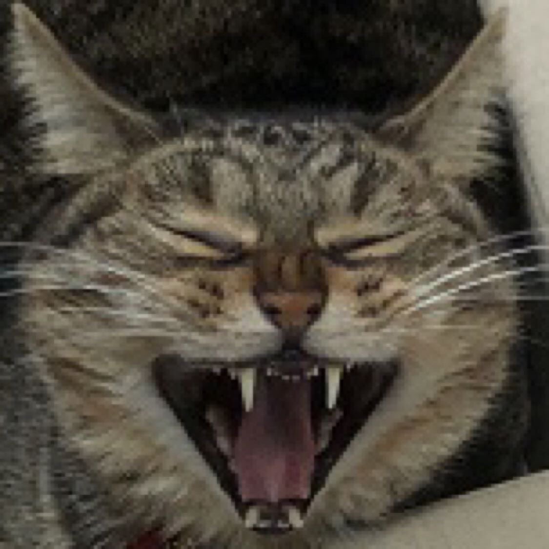 你这表情
确定不是来搞笑的吗？
#cat