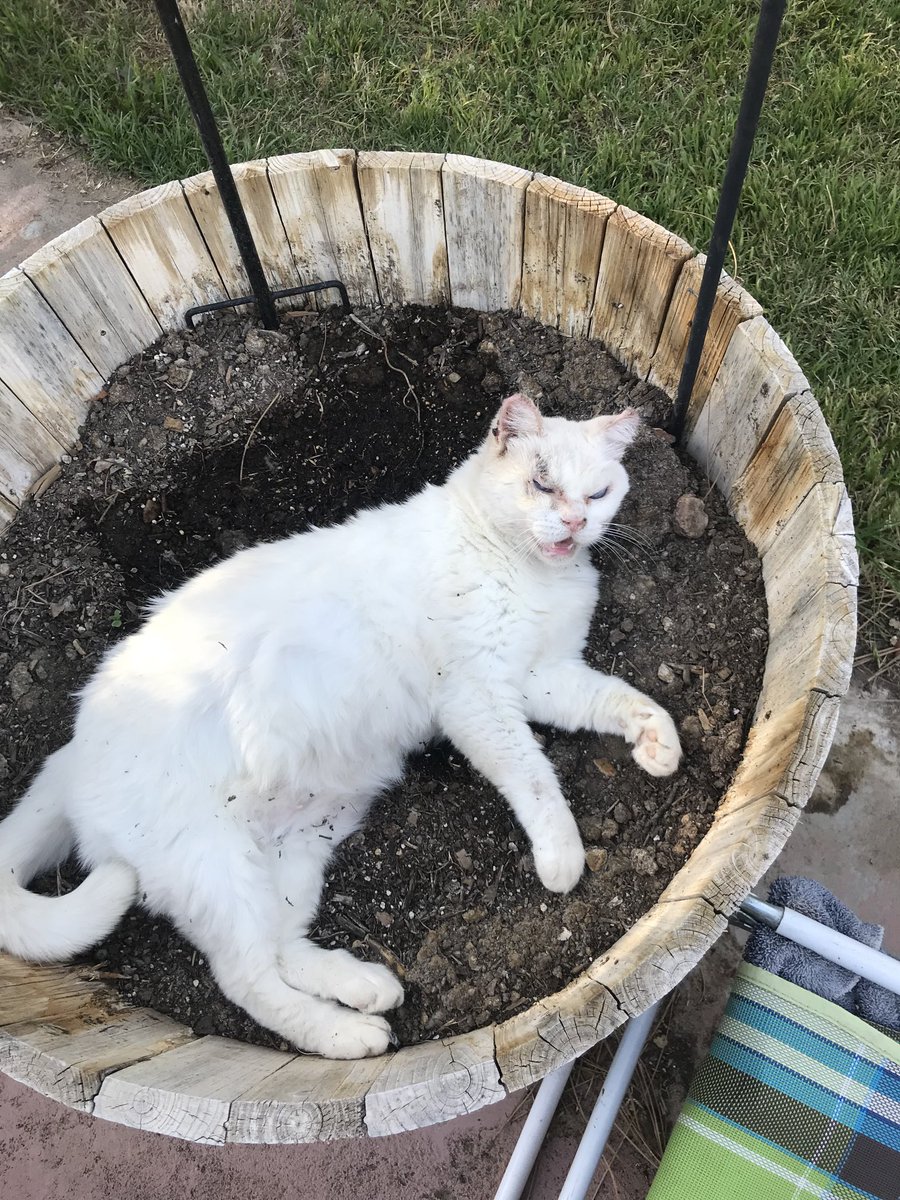 ArsenalAdi2's tweet photo. Good morning evfurryone from over here! Jasper is on #plantwatch right now. Her kids, Rugs&amp;Shugs are on #sleepwatch still! #hedgewatch #hedgewatchcafe 🐾 🐾 🐾 Please may Jasper have a catpuccino? https://t.co/nzHPNZrlaF