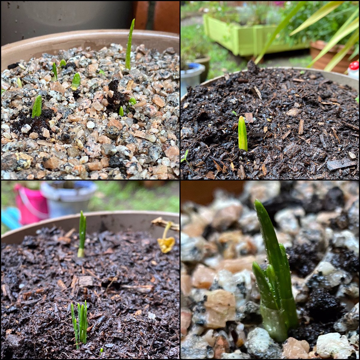shewolfgirl70's tweet photo. Managed to fit in 3 hours gardening today on the #workgarden Pruning, weeding, bulb planting, seed sowing. The first signs of spring are emerging in the pots, looking forward to the crocuses &amp; daffodils that are on their way. #TwitterNatureCommunity #gardening #GardeningTwitter https://t.co/n3b8PDG1uq