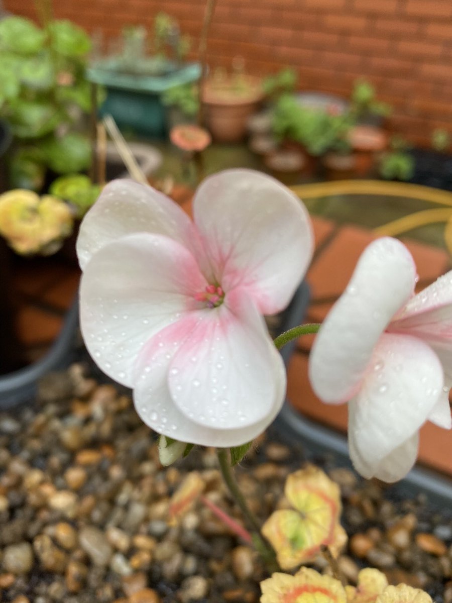 shewolfgirl70's tweet photo. Managed to fit in 3 hours gardening today on the #workgarden Pruning, weeding, bulb planting, seed sowing. The first signs of spring are emerging in the pots, looking forward to the crocuses &amp; daffodils that are on their way. #TwitterNatureCommunity #gardening #GardeningTwitter https://t.co/n3b8PDG1uq