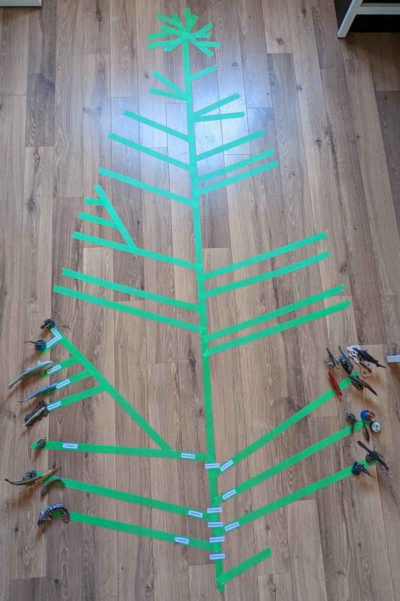 FaunaFigures's tweet photo. On the sixth day of #Fishmas cladistics gave to meβ¦
Six crown groups of the Otomorpha
A diverse group of #herring, #cyprinids, #characins, #catfish, #milkfish & #slickheads. Some are better represented as figures than others. Some are just 3D printing.
https://t.co/xjWkgdp7lL https://t.co/dhqEmCS6Md