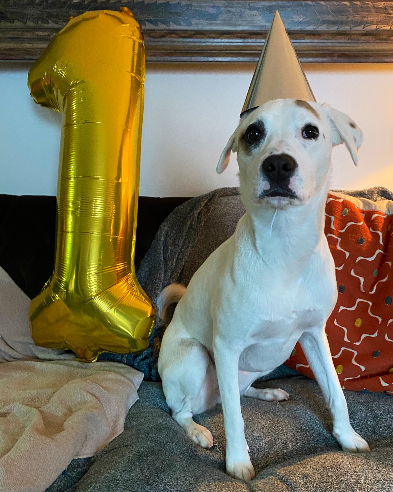 How To Put A Party Hat On A Dog