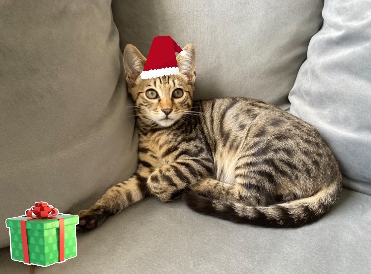 milothemenace21's tweet photo. As if I have to wait a whole week until my first Christmas Day #ChristmasAtHome #Caturday #KittensOfTwitter https://t.co/r3f5kWueHz