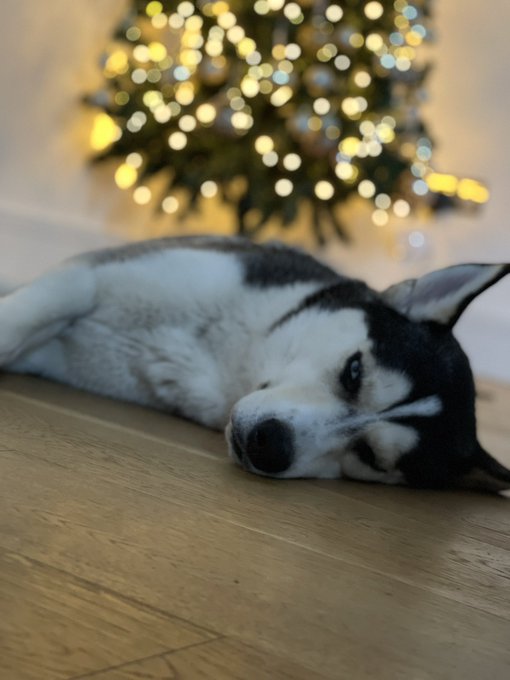 Loki ✨🎄 https://t.co/j9rsY6DSBs<a href="/tag/loki"class="tags"><span>#loki</span></a>