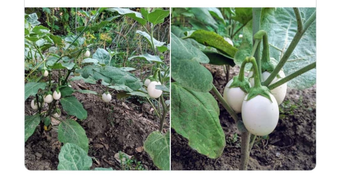 I was today years old when I learned why we call them "eggplants"