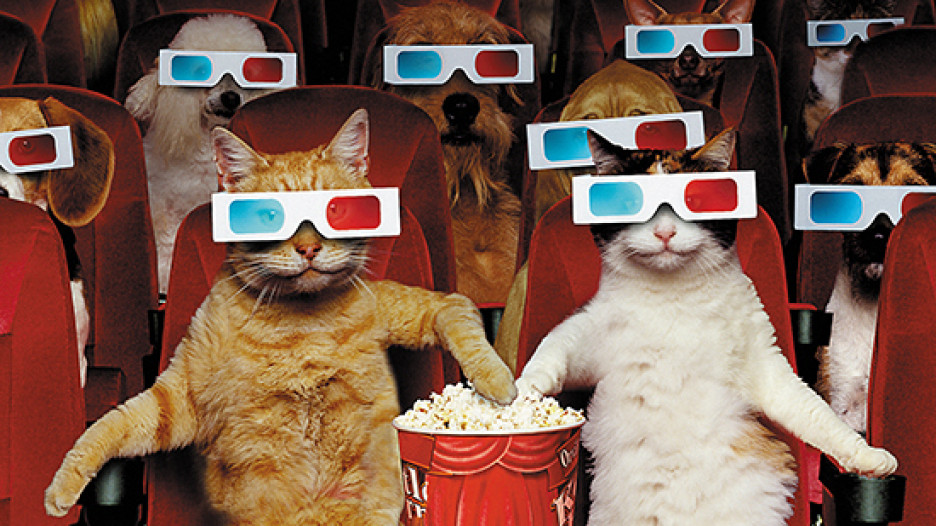 Включи котик люди. Кот с попкорном. Кот в кинотеатре. Кот в очках с попкорном.
