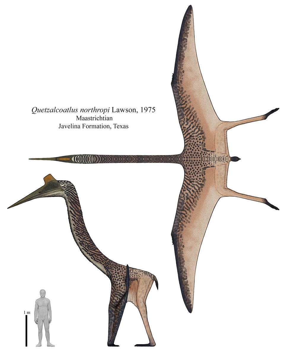 FabioAleRomero's tweet image. Kinda late to join the combo of the last week but here is a pterosaur I was waiting so long to reconstruct since I hear there was a full description of the material, Quetzalcoatlus was the aereal ruler of the Late Cretaceous, one of the largest pterosaurs ever.