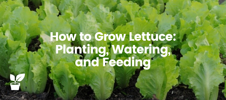 Growing lettuce is easy, and it can be utilized in various dishes and medical treatments. So let's discover how to grow lettuce? 

irrigationsuppliesstore.com/how-to-grow-le…

#Lettuce #LettucePlanters #LettucePlanting #Vegetables #Gardening #Herbs