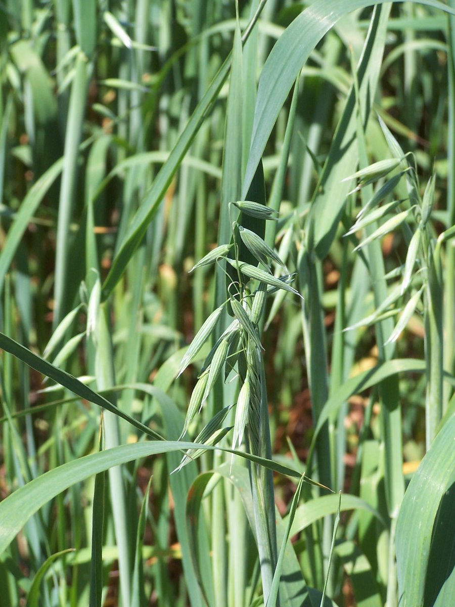 Today’s plant is the oat!
 It’s a cereal grain, and makes a really yummy milk substitute