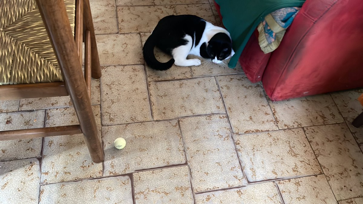 Il cucciolo è cresciuto. Vi presento Mauro, per gli amici #mau