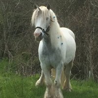 13thc Bestiary says that a unicorn is 'not unlike a young goat & extraordinarily swift. It has a horn in the middle of its brow & no hunter can catch it' 
Seen at Clun, Shropshire

#unicorn #magicalbeauty #magicalcreatures #legends #bestiary #BookofBeasts #shropshire #clun