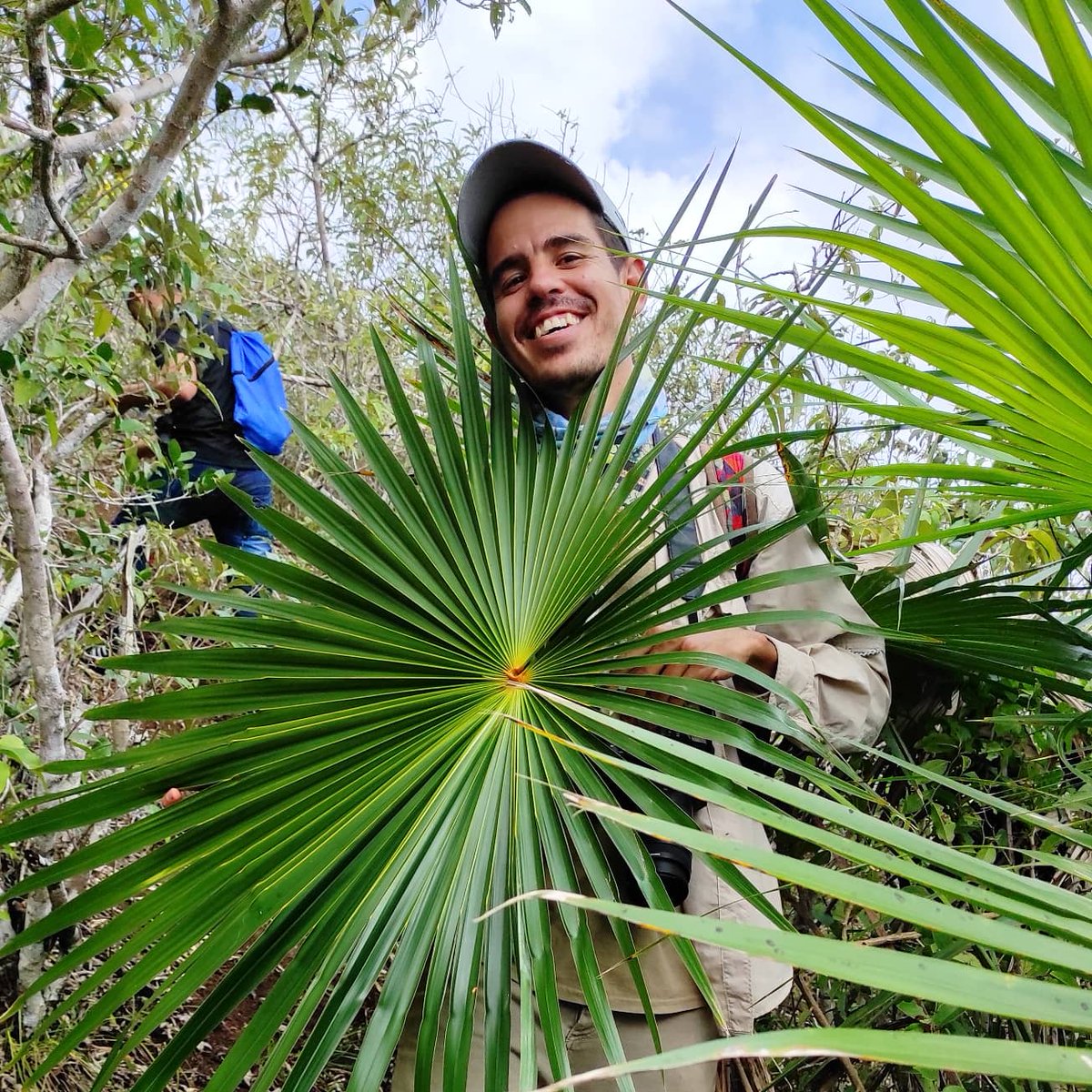 #cocotrinaxbarbadensis 🌴🏖️ #IslaDeMargarita #caribbeanisland