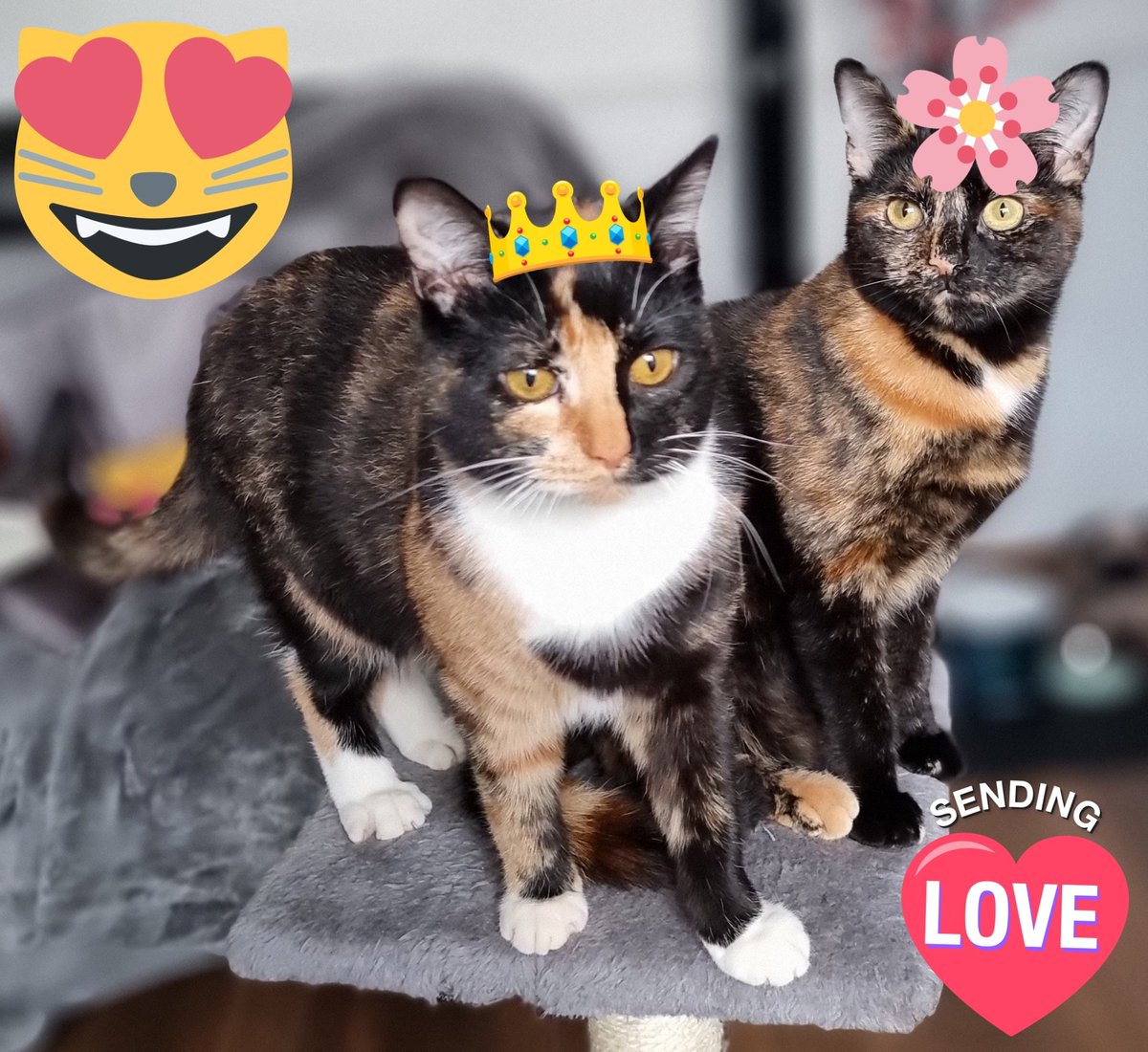 ArouraBlossom's tweet photo. @CathyFur How adorable! πΎ π»ππ»πΈπΎ Hi from Aroura π & Blossom πΈ #Kittensisters https://t.co/Kywziptm3o