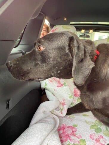 BrooklineLabs's tweet photo. #RESCUERIDE - The rescue may be on break, but dogs in need of rescue are still coming into foster care. Please welcome 7yo former stud Chocolate Lab - Vince, 3yo Black Lab female - Sharpie, &amp; 9wo choc puppy - Clark.

#BrooklineLabs #LabradorRetrieverRescue #fosteringsaveslives https://t.co/T8bUnAJsvB