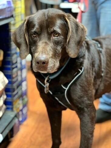 BrooklineLabs's tweet photo. #RESCUERIDE - The rescue may be on break, but dogs in need of rescue are still coming into foster care. Please welcome 7yo former stud Chocolate Lab - Vince, 3yo Black Lab female - Sharpie, &amp; 9wo choc puppy - Clark.

#BrooklineLabs #LabradorRetrieverRescue #fosteringsaveslives https://t.co/T8bUnAJsvB