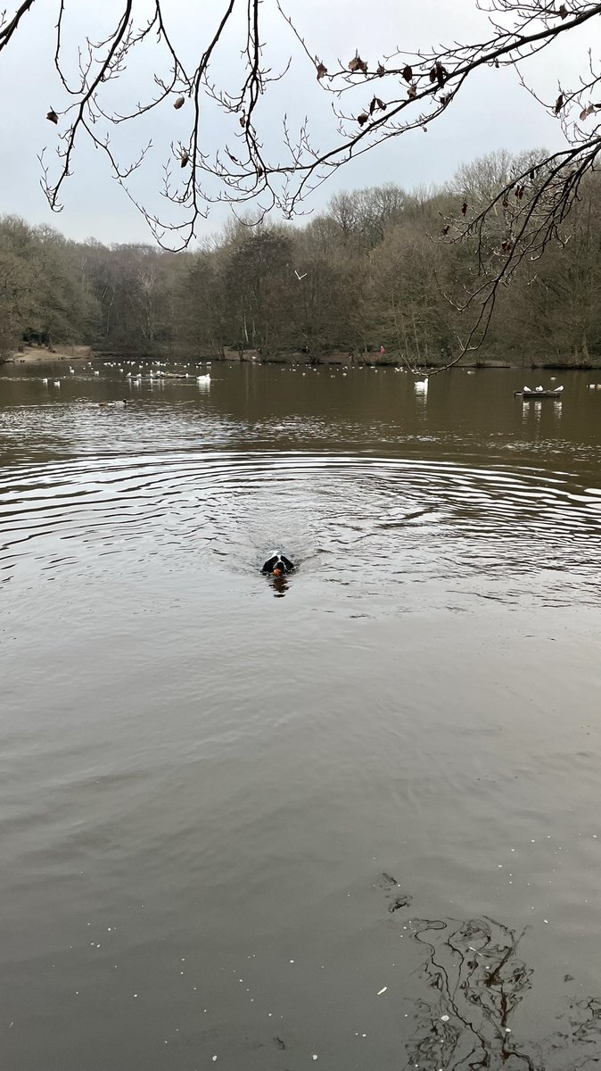 WellyTheSpaniel's tweet photo. Saturday zooms & swims on the Common. Dougal was busy with Mum, so I checked out his favourite puddle for him… not really a puddle yet, needs a bit more rain for ideal #mudwoogling conditions #mudreport https://t.co/i4BxUAT0dG