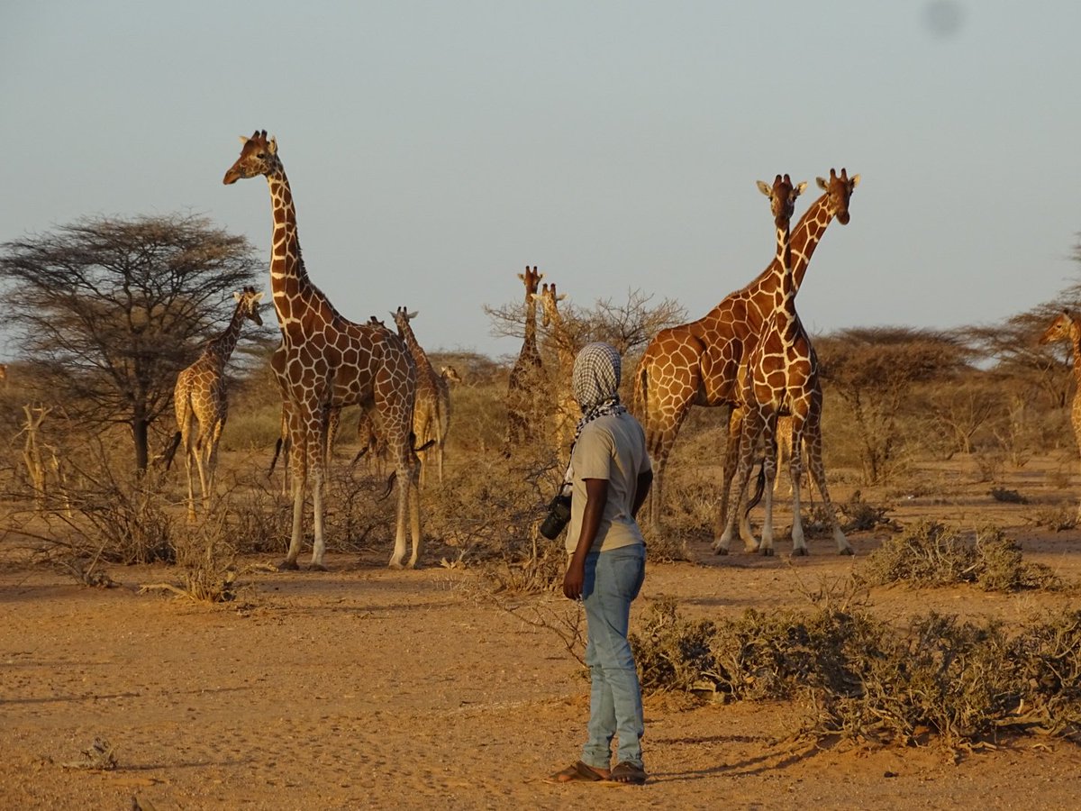 Somali Giraffes in Garissa Giraffe Centre.
#standtallforgiraffes #somaligiraffes #giraffes