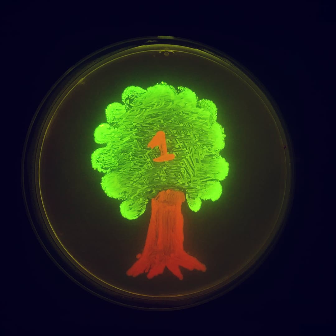 Prosimio_'s tweet image. #OrganismosGeneticamenteModificadosXboric