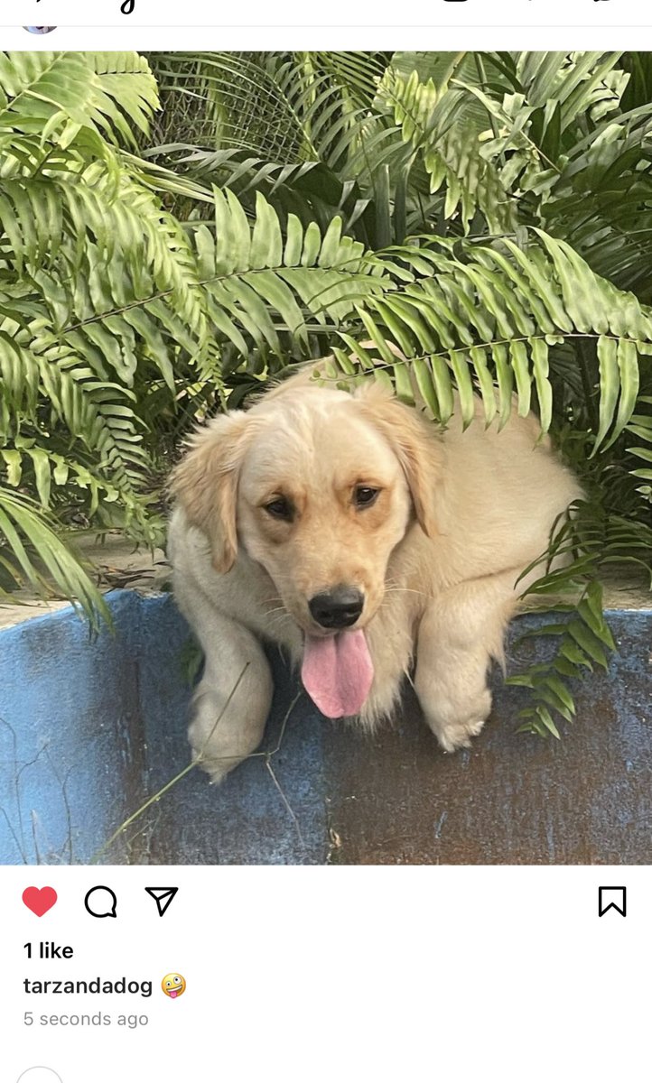 newyearskarla's tweet image. he looks funky but #firstlike